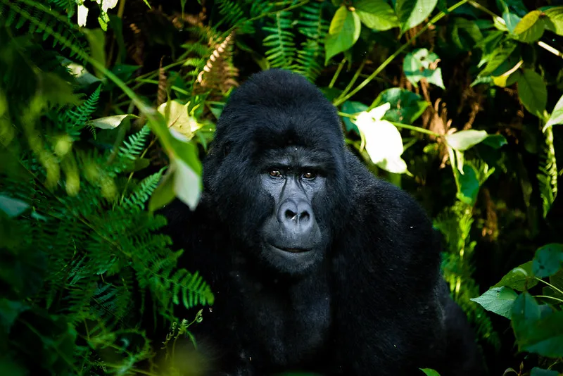 Trekking gorillas in Uganda and Rwanda during the rainy season.