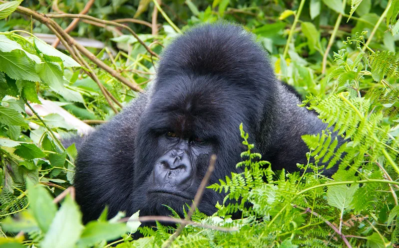 Uganda Gorilla Trekking Permits Go Online.