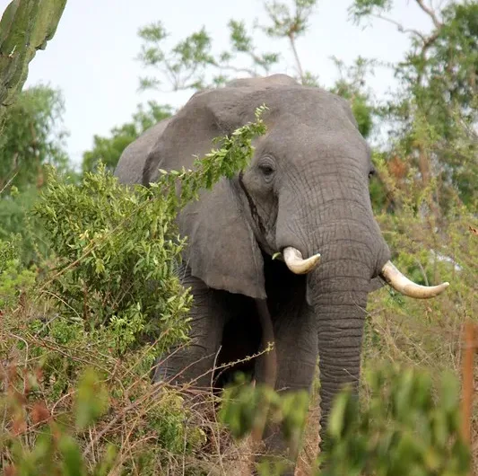 Uganda Tour Operators Go For Fam Trip.