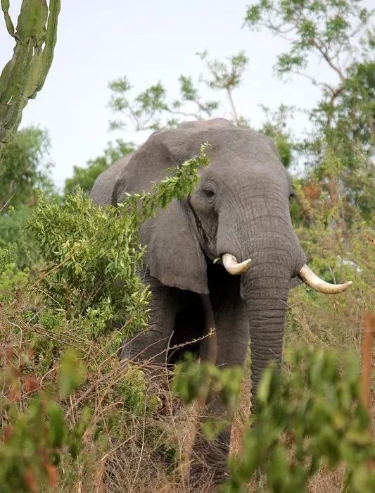 Uganda Tour Operators Go For Fam Trip.