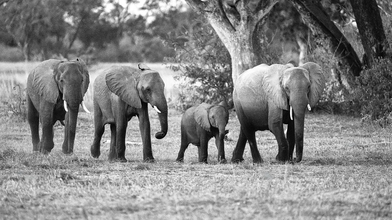 Uganda Travel Advisories