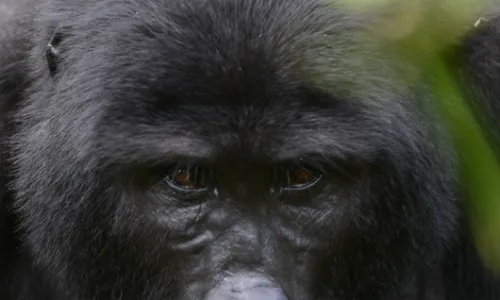 Uganda and Rwanda Gorilla Permit frequently asked questions.