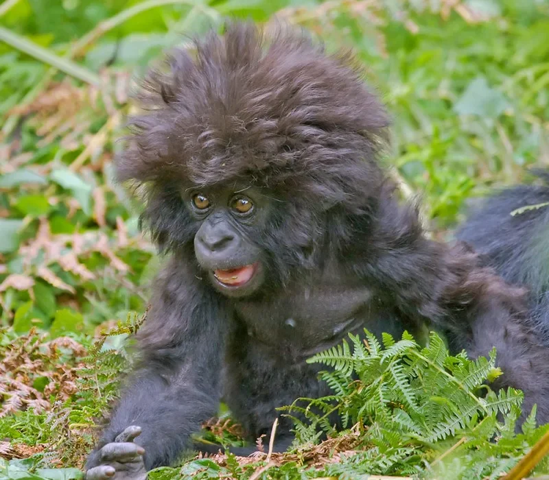 Uganda beyond mountain gorillas. What safari activities are there for tourists