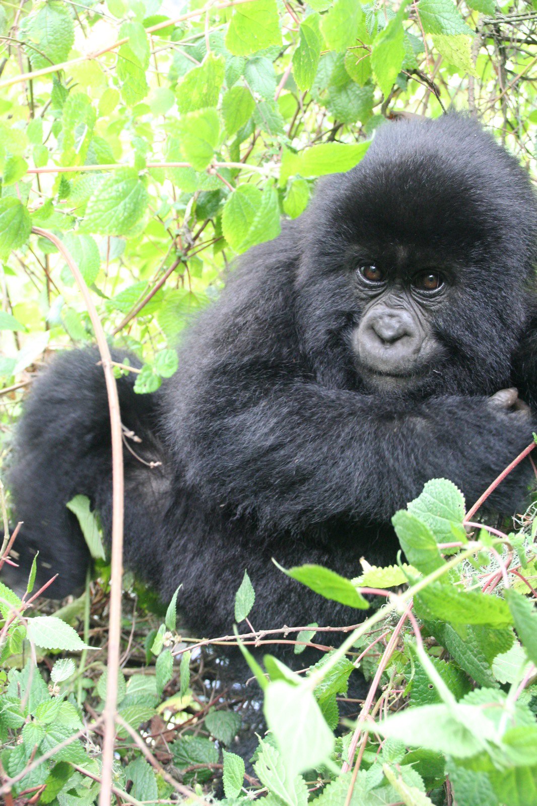 Uganda gorilla trekking age 