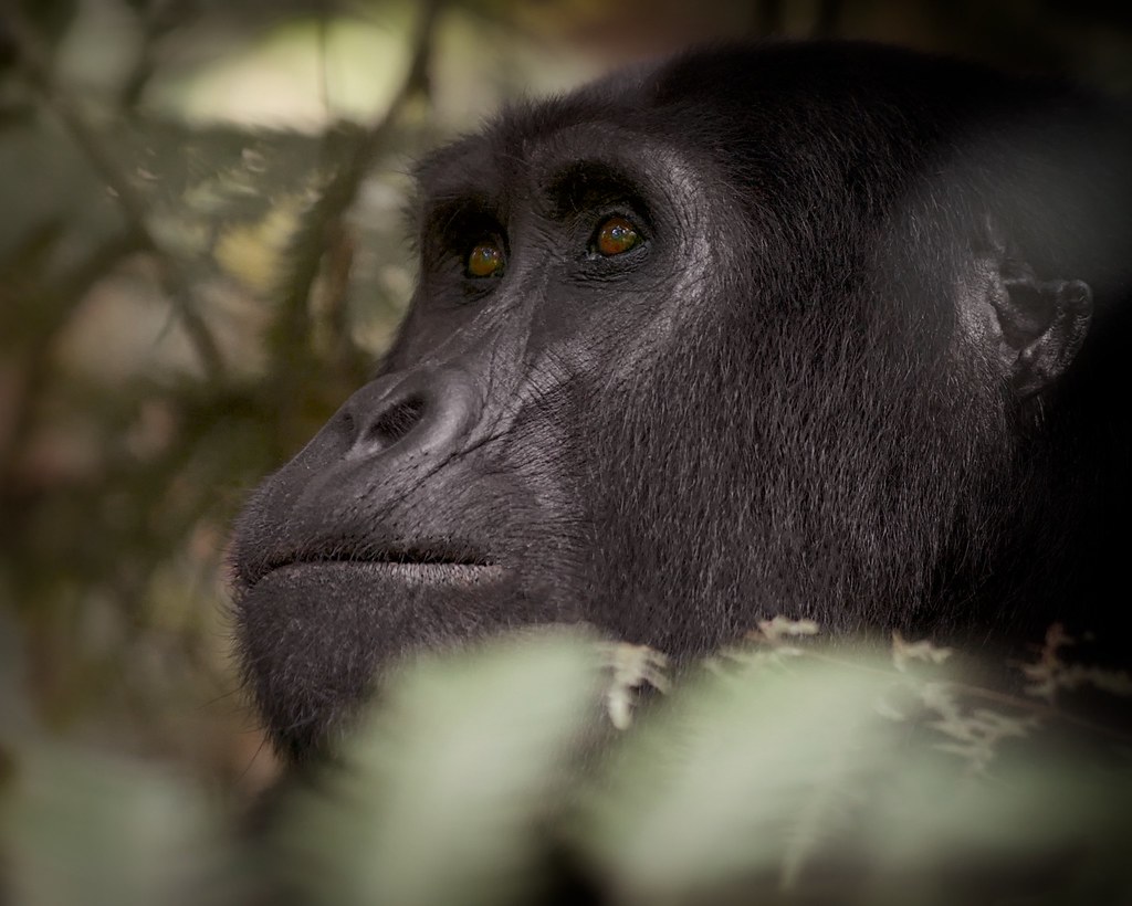 Walking safaris in Uganda
