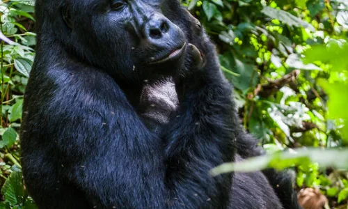 What If Gorillas Were No More in Uganda, Rwanda and Democratic republic of Congo.