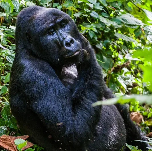 What If Gorillas Were No More in Uganda, Rwanda and Democratic republic of Congo.