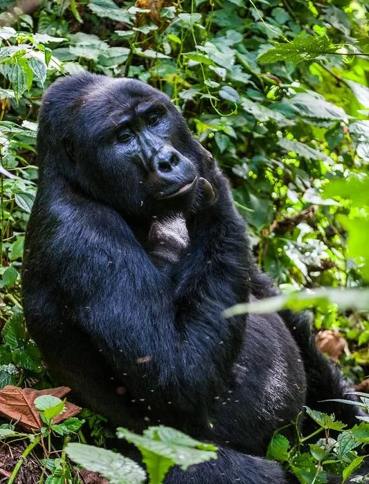What If Gorillas Were No More in Uganda, Rwanda and Democratic republic of Congo.