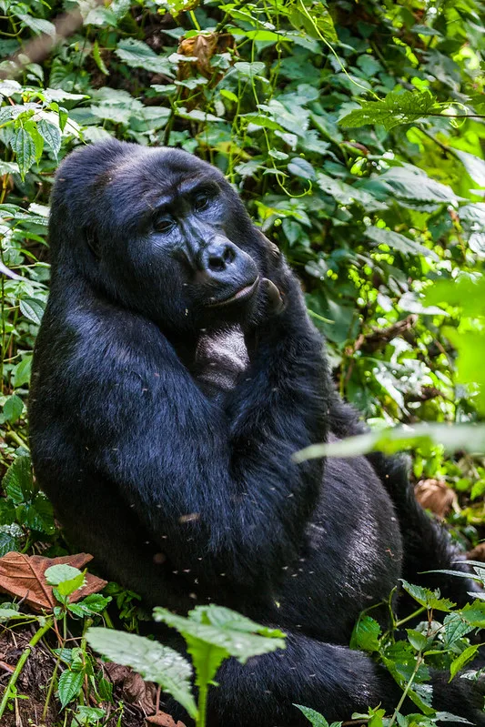 What If Gorillas Were No More in Uganda, Rwanda and Democratic republic of Congo.