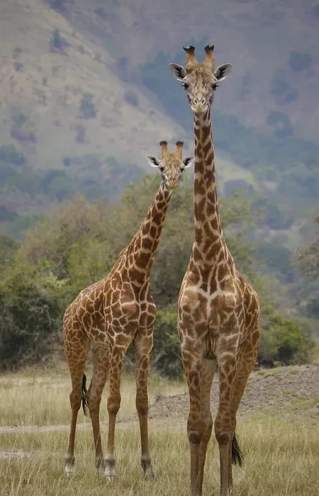 What Is Akagera National Park Famous For.