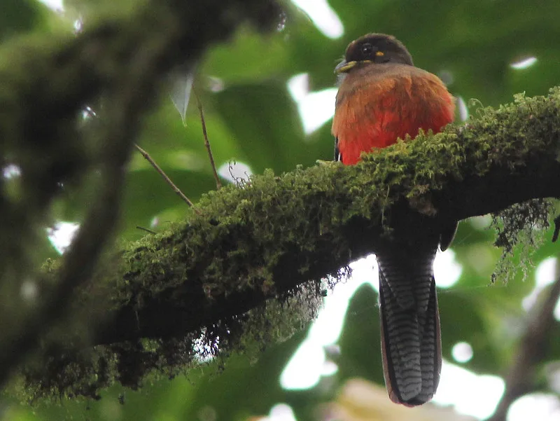 What Is Bwindi Impenetrable National Park Famous For.