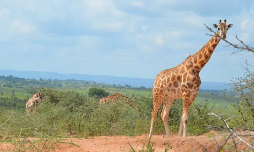 What Is Lake Mburo National Park Famous For