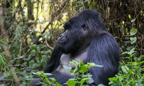 What Is Mgahinga National Park Famous For.