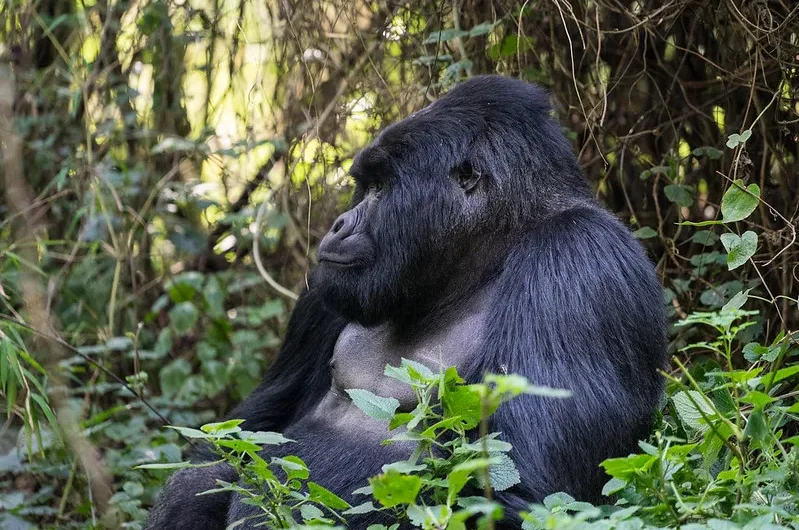 What Is Mgahinga National Park Famous For.