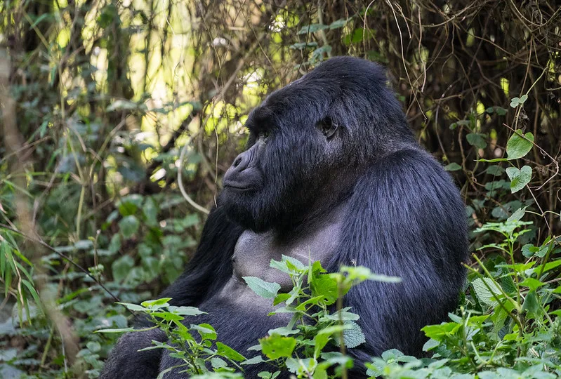 What Is Mgahinga National Park Famous For.