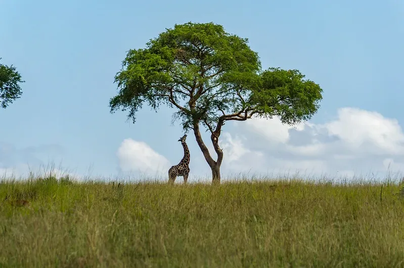 What Is Murchison falls National Park Famous For