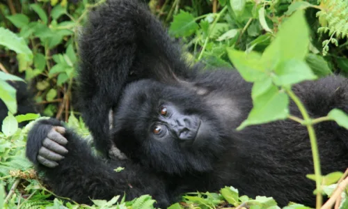 What Is Virunga National Park Famous For