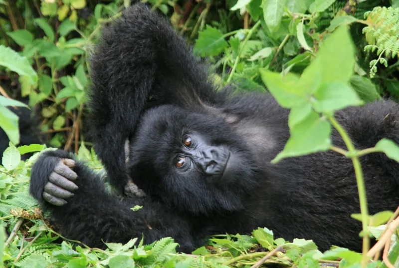 What Is Virunga National Park Famous For