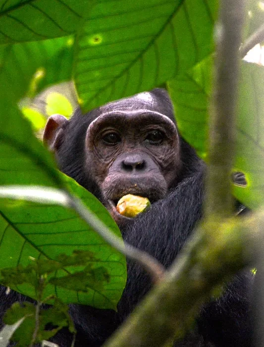 What Makes Kibale National Park A Unique Destination For Primate Safaris in Africa.