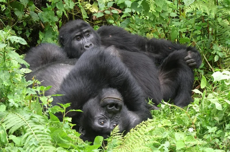 What To Do apart From Gorilla trekking In Uganda.