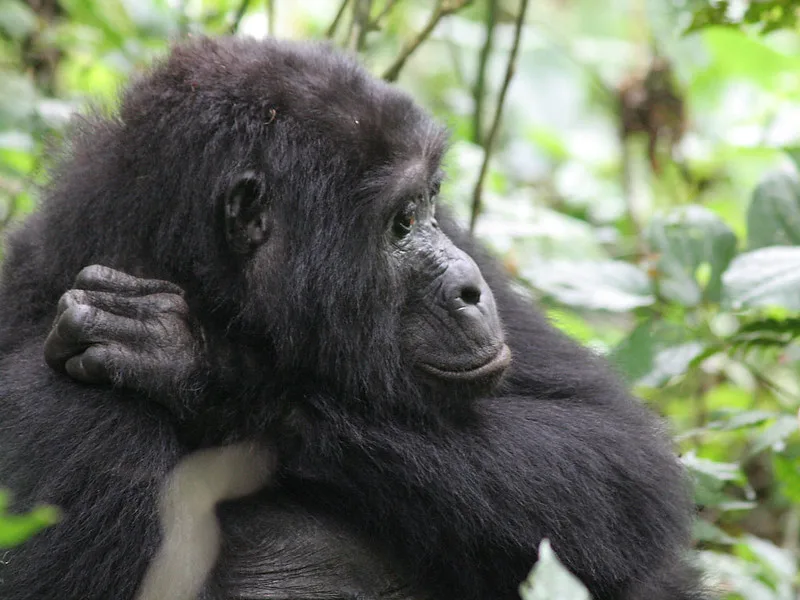 What are the advantages and disadvantages of gorilla tourism in Uganda and Rwanda