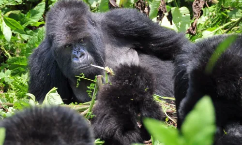 What are the chances of seeing Gorillas in Uganda and Rwanda.