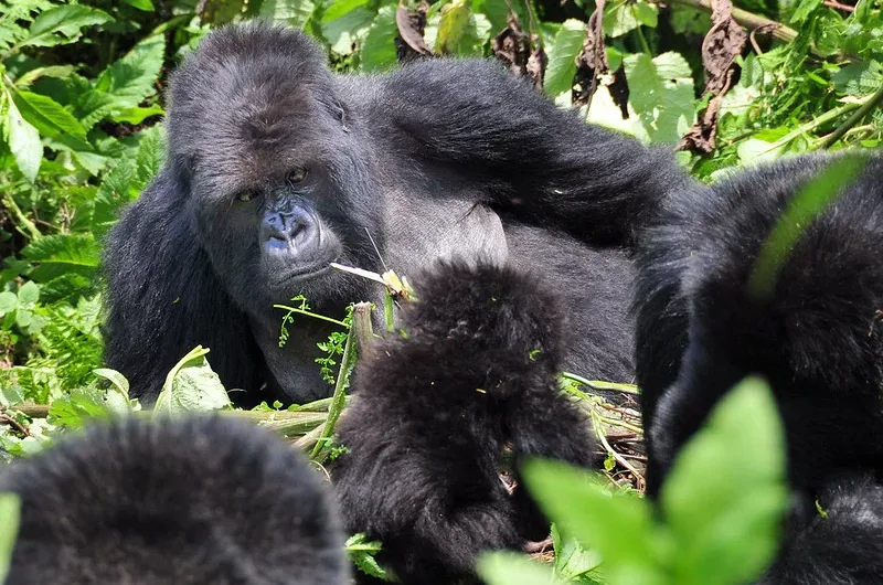 What are the chances of seeing Gorillas in Uganda and Rwanda.