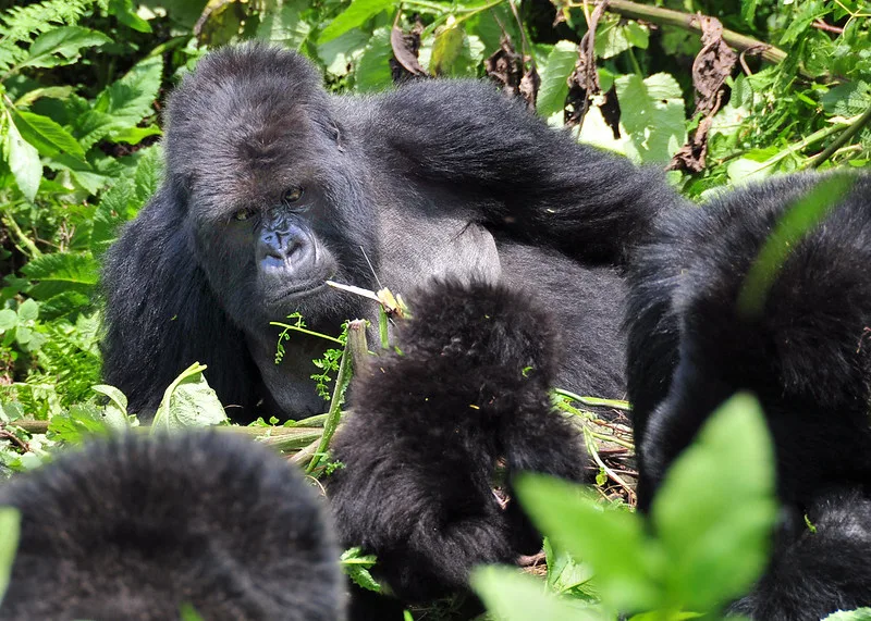 What are the chances of seeing Gorillas in Uganda and Rwanda.