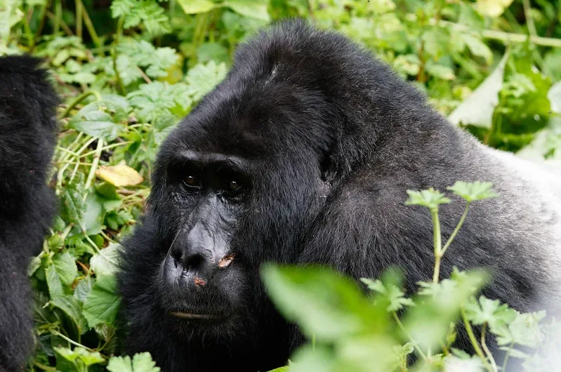 What is the age limit (minimum age) for gorilla habituation experience in Bwindi