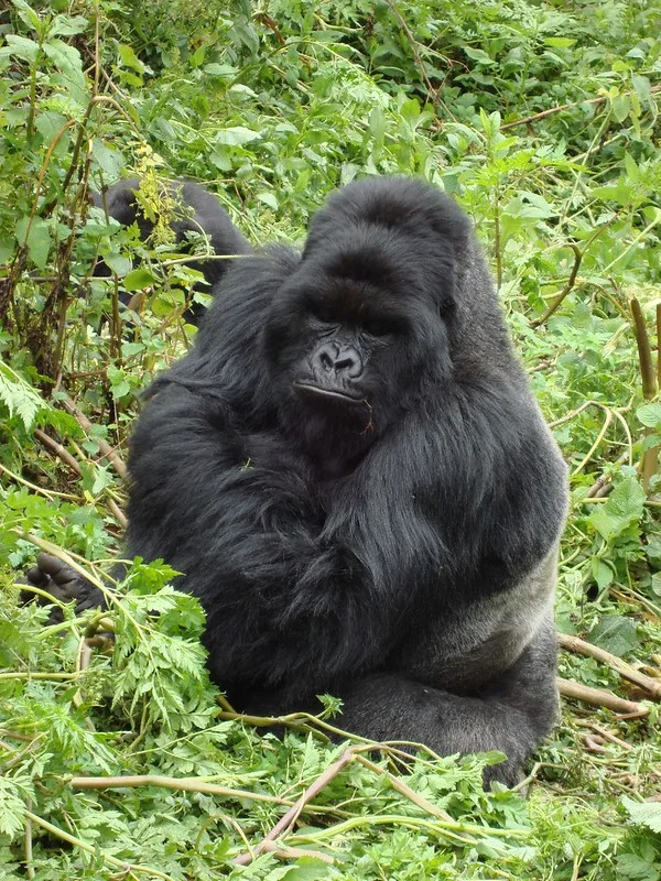 What is the best region or sector of Bwindi for gorilla trekking