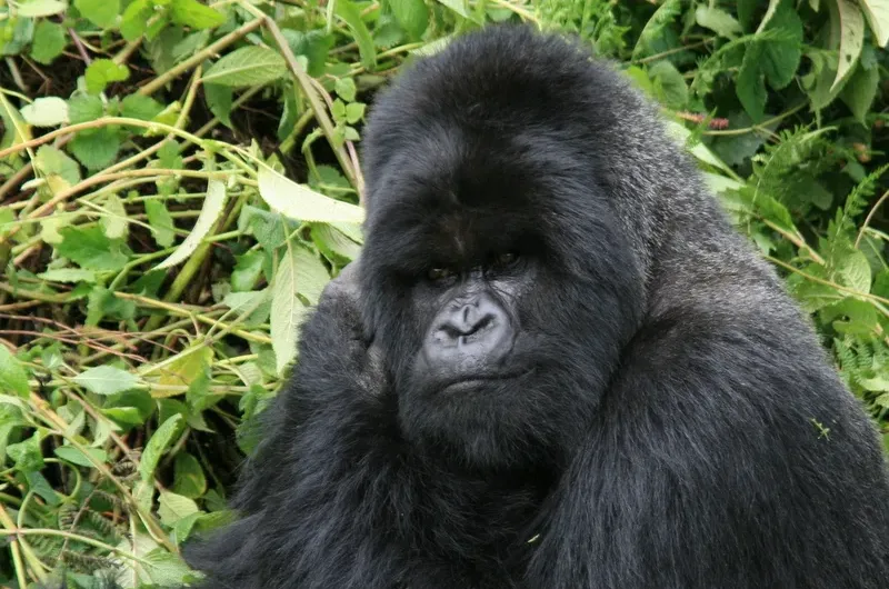 What to do and not to do during gorilla trekking in Uganda and Rwanda.