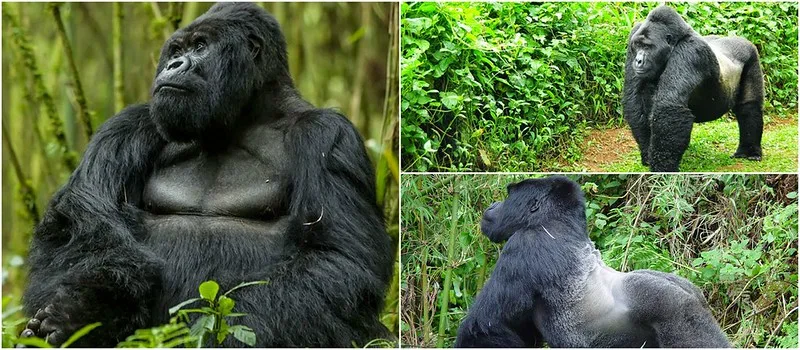 What to do before gorilla trekking in Uganda and Rwanda