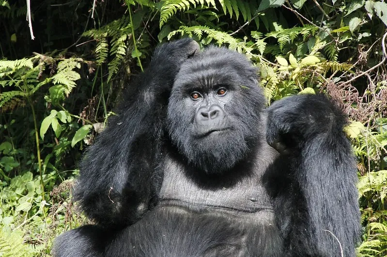 What to know about gorilla trekking in Volcanoes National Park Rwanda