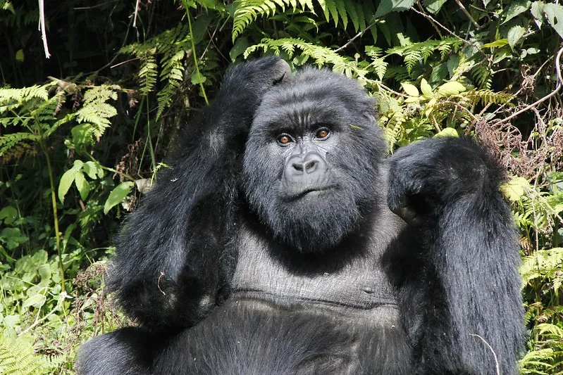 What to know about gorilla trekking in Volcanoes National Park Rwanda