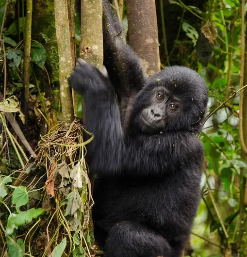 What to pack for gorilla habituation experience safaris in Bwindi