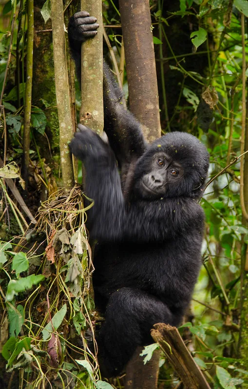 What to pack for gorilla habituation experience safaris in Bwindi