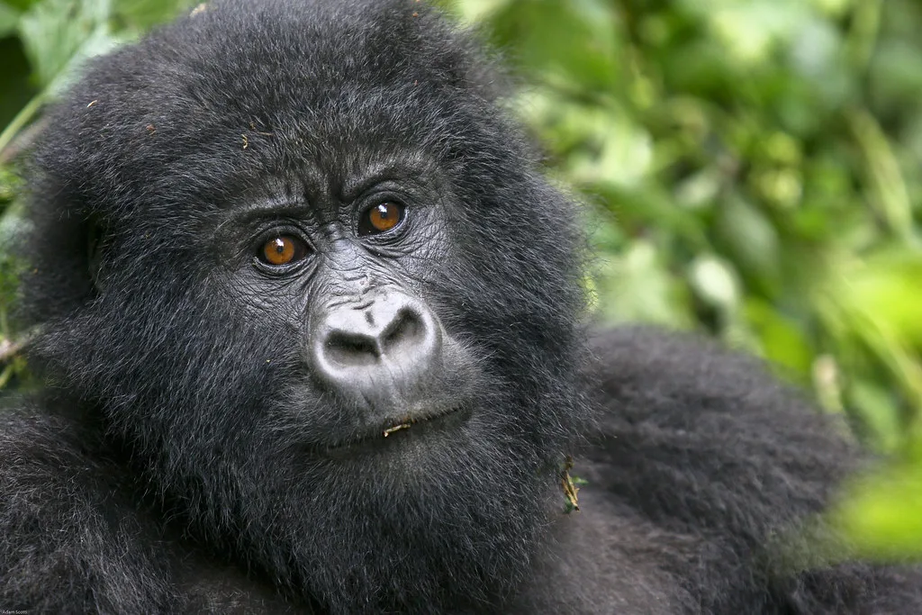 Where to do primate habituation experience safaris in Uganda