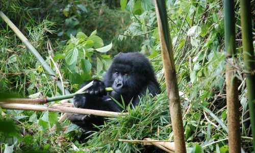 Why Bamboo Is The most desired Gorilla Food