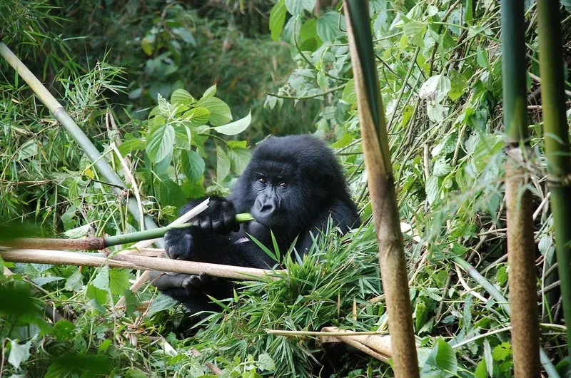 Why Bamboo Is The most desired Gorilla Food