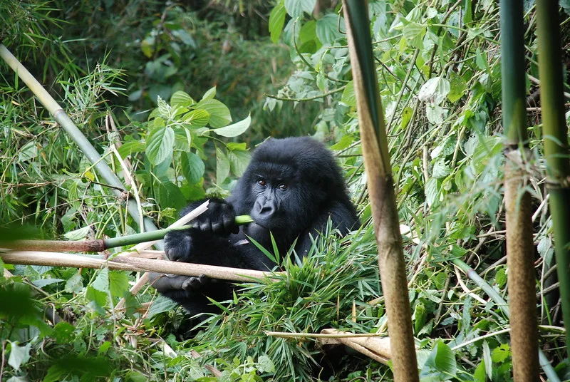 Why Bamboo Is The most desired Gorilla Food