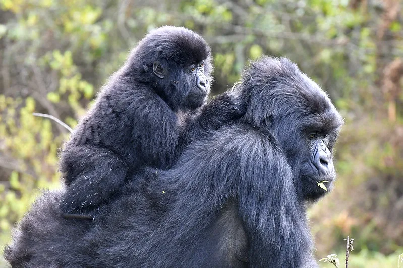 Why Few Tourists Trek In Mgahinga National Park.