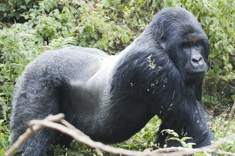 Why Is D.R. Congo Considered Unsafe For Gorilla Trekking In Africa