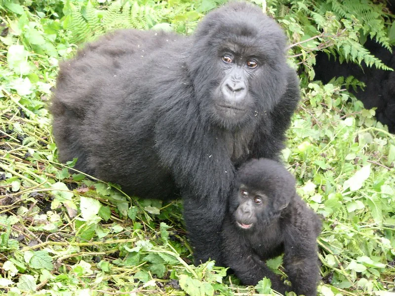 Why Is Gorilla Habituation Experience In Bwindi Overrated