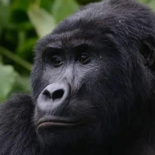 Why Is Gorilla trekking In Rwanda Over Rated.