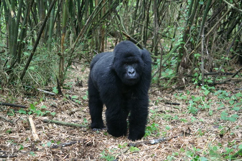 Why Is Gorilla trekking In Rwanda Over Rated.