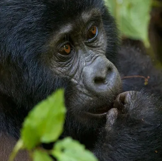 Why Is Gorilla trekking In Uganda Under Rated