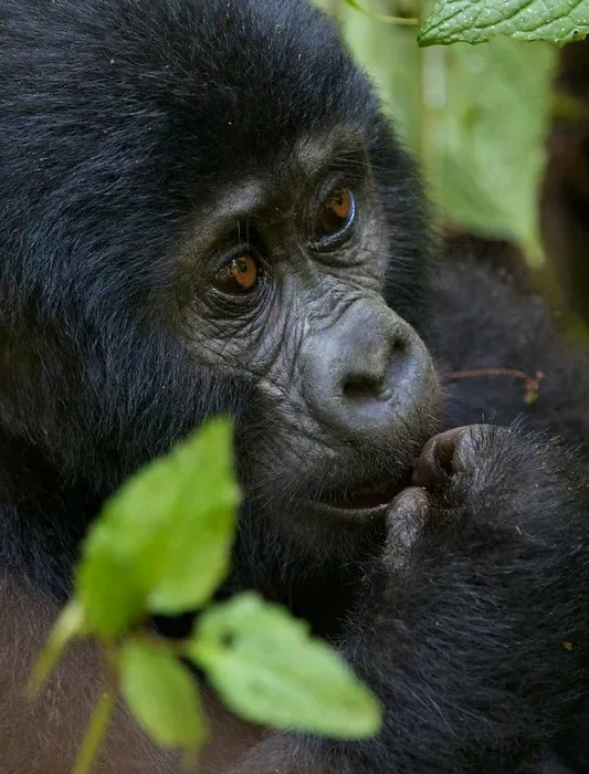 Why Is Gorilla trekking In Uganda Under Rated