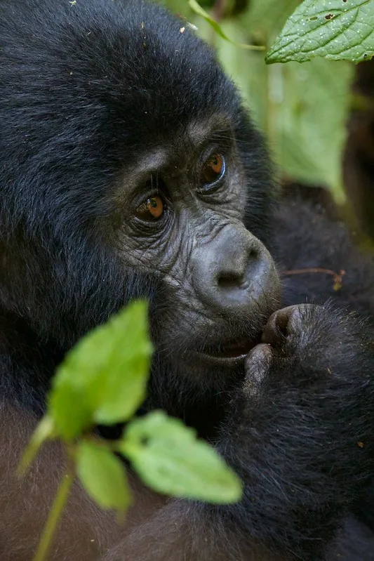 Why Is Gorilla trekking In Uganda Under Rated