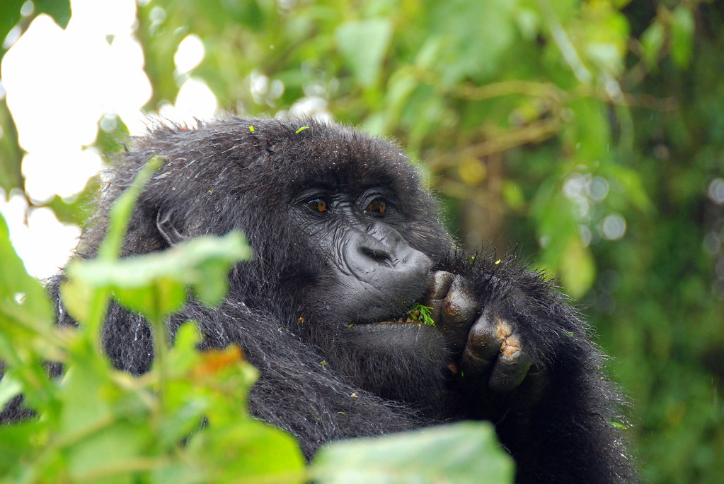 Why Is Gorilla trekking in Rwanda overpriced?