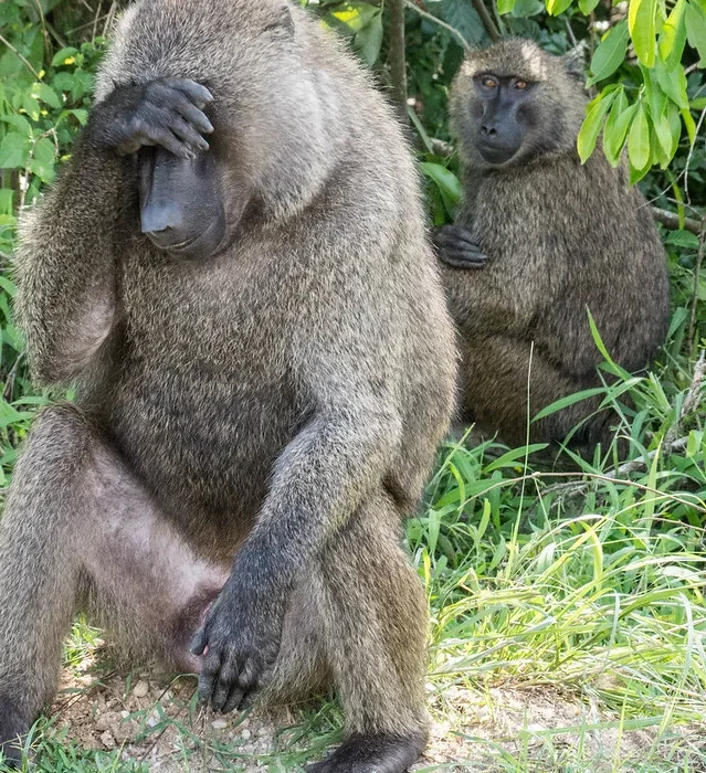 Why Is Uganda As A Safari Destination Underrated.